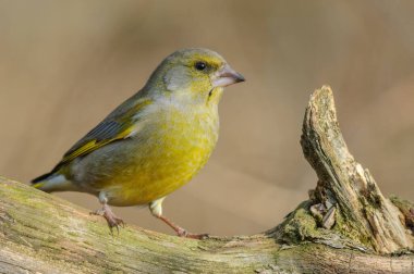 Kışın bir ağaç dalında ispinoz (Carduelis chloris). Alsace, Fransa.
