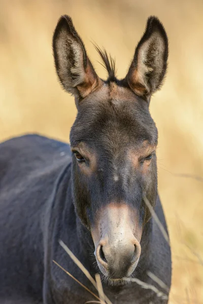 夏天草原上的驴子的画像 法国阿尔萨斯 — 图库照片