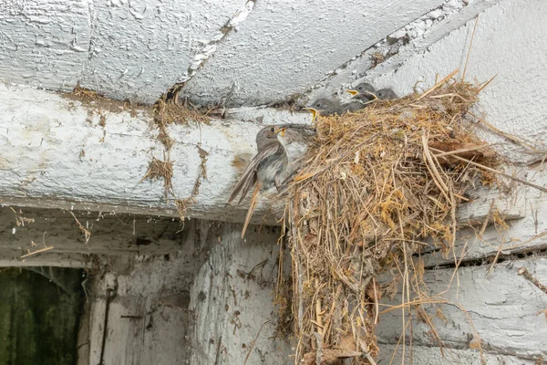 Black Redstart Phoenicurus Ochruros Trayendo Comida Vuelo Sus Polluelos Nido — Foto de Stock