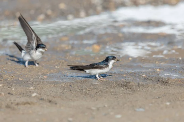 House martin (Delichon urbicum) on the ground to recover mud with which it builds its nest. Alsace, France.