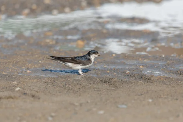 House martin (Delichon urbicum) on the ground to recover mud with which it builds its nest. Alsace, France.