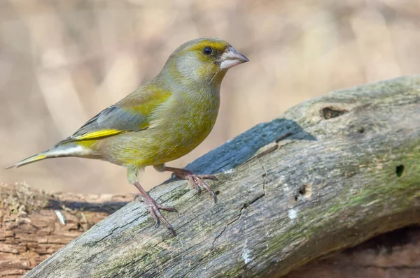 Greenfinch Carduelis Chloris Větvi Stromu Zimě Alsasko Francie — Stock fotografie