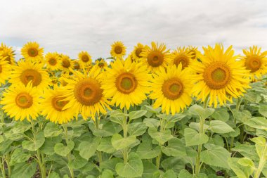 Ayçiçeği veya güneş (Helianthus annuus) tarlaları yenilebilir tohumları, unu ve yağı için yetişir. Alsace, Fransa.