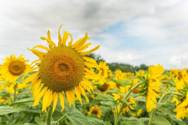 Ayçiçeği veya güneş (Helianthus annuus) tarlaları yenilebilir tohumları, unu ve yağı için yetişir. Alsace, Fransa.