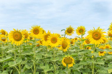 Ayçiçeği veya güneş (Helianthus annuus) tarlaları yenilebilir tohumları, unu ve yağı için yetişir. Alsace, Fransa.