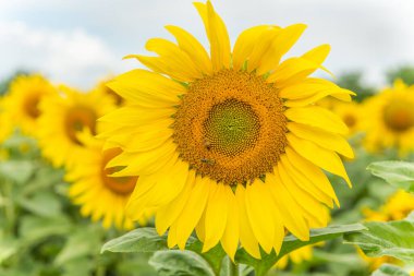 Ayçiçeği veya güneş (Helianthus annuus) tarlaları yenilebilir tohumları, unu ve yağı için yetişir. Alsace, Fransa.