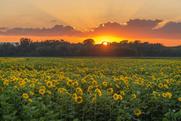 Sonnenblumenfelder Oder Sonnenuntergänge Helianthus Annuus Die Für Ihre Essbaren Samen — Stockfoto