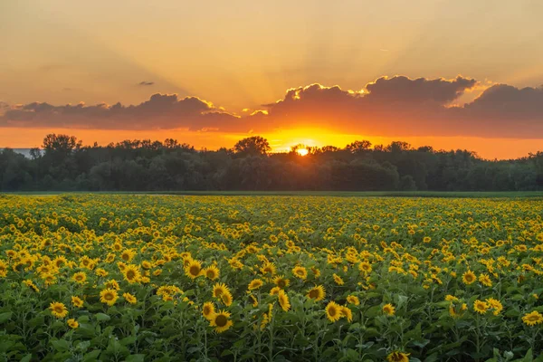 Fält Solrosor Eller Sol Vid Solnedgången Helianthus Annuus Odlas För — Stockfoto