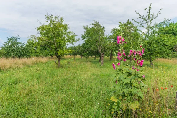 Luminoso Fiore Ibisco Tropicale Rosa Nel Frutteto Alsazia Francia — Foto Stock