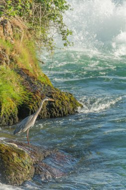 Gri balıkçıl (ardea cinerea) Rhine Falls şelalesinin önünde su kenarındadır. Neuhausen 'e geri dönüyorum. Schaffhausen, İsviçre.