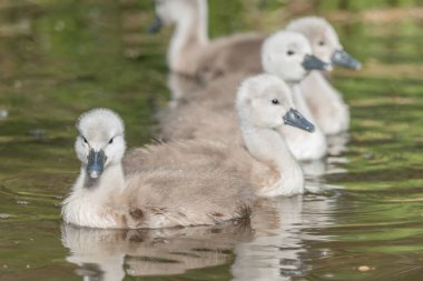 Baharda nehirde yüzen kuğu yavruları (Cygnus olor). Alsace, Fransa.