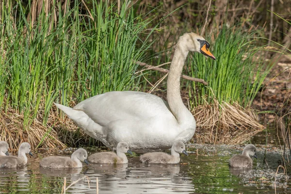 Mute Swan Cygnus Olor Followed His Chicks Lake Spring Alsace — Stock fotografie