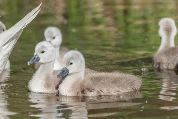 Mute Swan Chicks Cygnus Olor Swiming River Spring Alsace France — Foto Stock