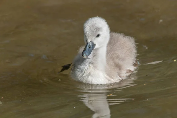 Mute Swan Chicks Cygnus Olor Swiming River Spring Alsace France — Stockfoto