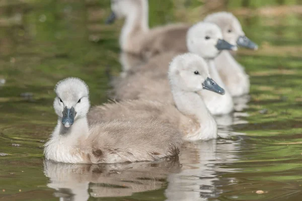 Mute Swan Chicks Cygnus Olor Swiming River Spring Alsace France — Stock fotografie