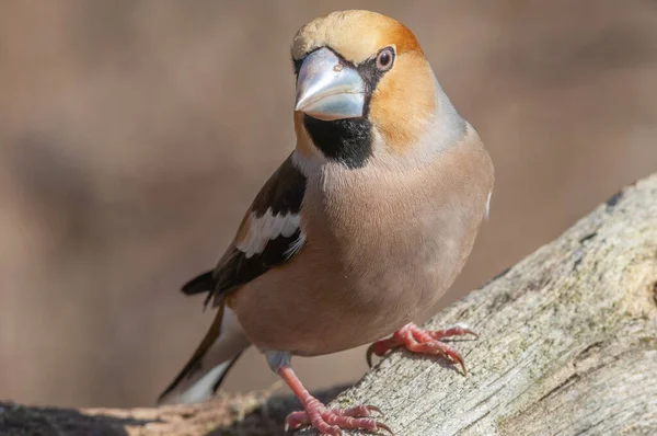 Hawfinch Coccothraustes Coccothraustes Perched Branch Forest Alsace France — Stock Photo, Image