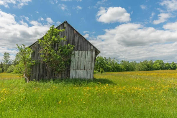 Old Barn Country Meadow Rotenbach Wiesen Nature Reserve Friedenweiler Baden — Photo