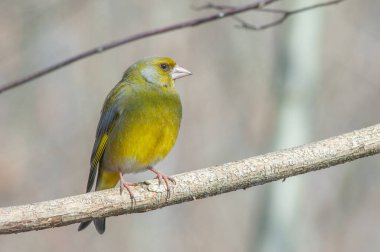 Kışın bir ağaç dalında ispinoz (Carduelis chloris). Alsace, Fransa.
