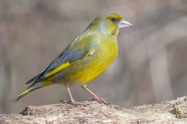 Kışın bir ağaç dalında ispinoz (Carduelis chloris). Alsace, Fransa.