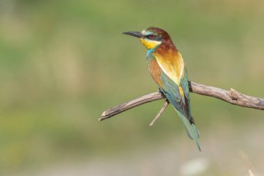 Avrupa Arı Yiyen (Merops apiaster) dallara tünemiştir. Bickensohl, Kaiserstuhl, Almanya.