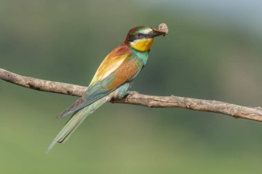 Avrupa Arı Yiyen (Merops apiaster), gagasında bir kelebekle dalın üzerine tünemişti. Bickensohl, Kaiserstuhl, Almanya.
