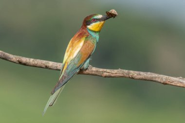 Avrupa Arı Yiyen (Merops apiaster), gagasında bir kelebekle dalın üzerine tünemişti. Bickensohl, Kaiserstuhl, Almanya.