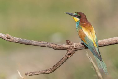 Avrupa Arı Yiyen (Merops apiaster) dallara tünemiştir. Bickensohl, Kaiserstuhl, Almanya.