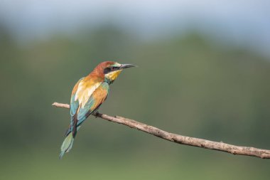 Avrupa Arı Yiyen (Merops apiaster) dallara tünemiştir. Bickensohl, Kaiserstuhl, Almanya.