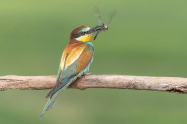 Avrupa Arı Yiyen (Merops apiaster) gagasında bir yusufçuk ile dala tünemişti. Bickensohl, Kaiserstuhl, Almanya.