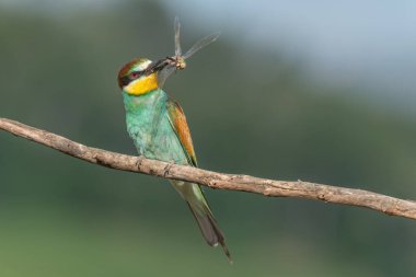 Avrupa Arı Yiyen (Merops apiaster) gagasında bir yusufçuk ile dala tünemişti. Bickensohl, Kaiserstuhl, Almanya.