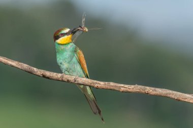 Avrupa Arı Yiyen (Merops apiaster) gagasında bir yusufçuk ile dala tünemişti. Bickensohl, Kaiserstuhl, Almanya.