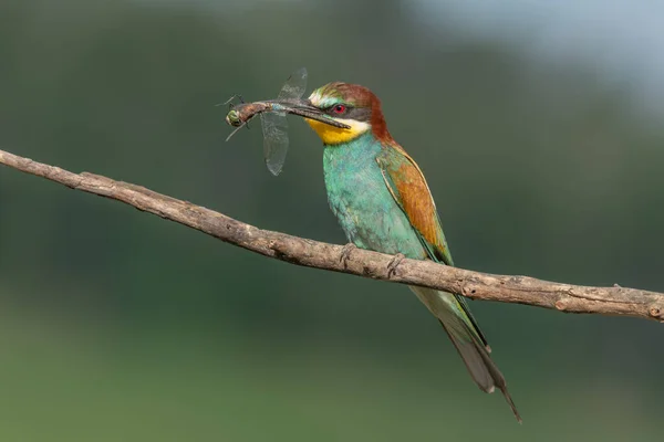 Европейский Пчелоед Merops Apiaster Сидел Ветке Стрекозой Клюве Bickensohl Кайзерштуль — стоковое фото