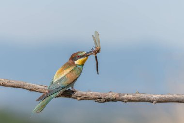Avrupa Arı Yiyen (Merops apiaster) gagasında bir yusufçuk ile dala tünemişti. Bickensohl, Kaiserstuhl, Almanya.