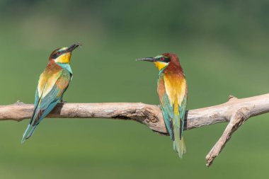 İki Avrupalı arı yiyici (Merops apiaster) dala tünedi. Bickensohl, Kaiserstuhl, Almanya.
