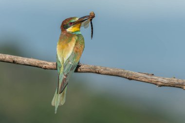 Avrupa Arı Yiyen (Merops apiaster) gagasında bir yusufçuk ile dala tünemişti. Bickensohl, Kaiserstuhl, Almanya.