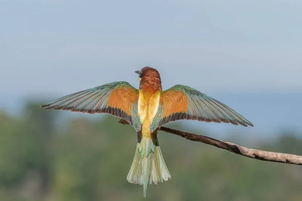 European Bee Eater Flight Front Nesting Colony Kaiserstuhl Germany — Stock Fotó