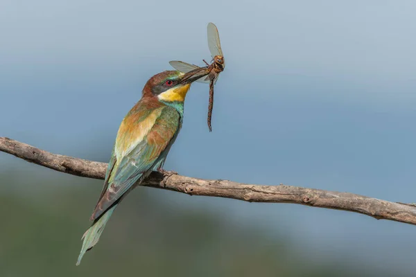 European Bee Eater Merops Apiaster Σκαρφαλωμένο Στο Κλαδί Μια Λιβελούλα — Φωτογραφία Αρχείου