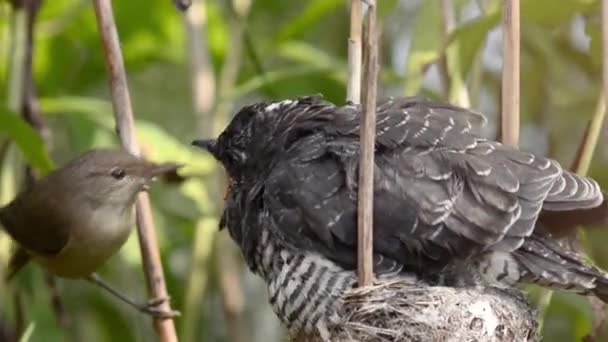 Eurasian Reed Warbler Acrocephalus Scirpaceus Feeding Gray Cuckoo Chick Cuculus — 图库视频影像