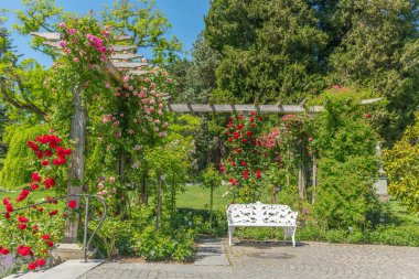 Mainau Adası 'ndaki çiçek parkında güller. Constance, Almanya.