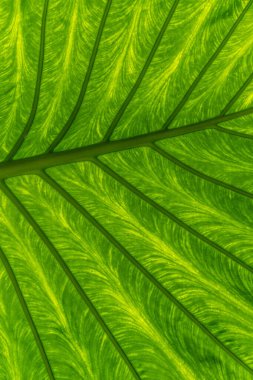 Büyük serada büyük yeşil egzotik bitki yaprağı. Mainau Adası, Constance, Almanya.