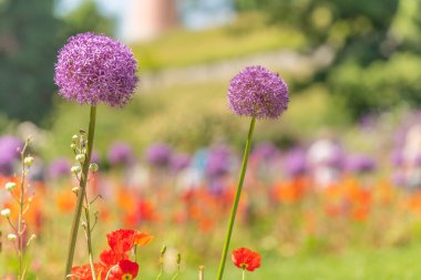 Mainau adasının çiçek parkı. Constance, Almanya.
