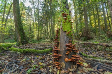 Dağ ormanlarında yosun ve mantarla kaplı ağaç gövdesi. Alsace, Fransa.