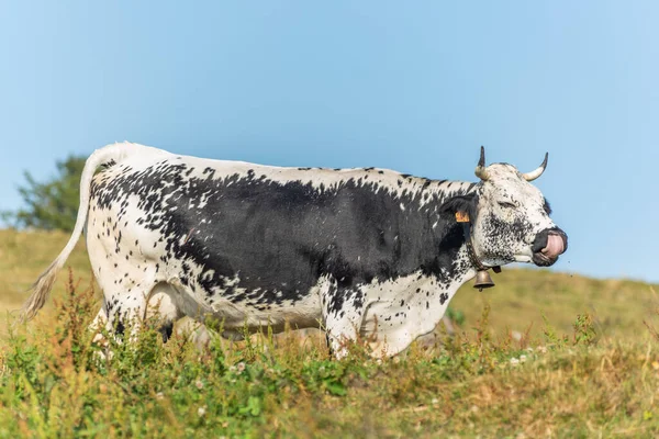 Cows Vosges Breed Potrait Pasture Mountain Alsace Vosges France — 图库照片