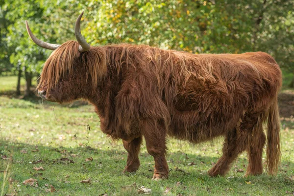 Highland Cattle Pasture Early Autumn Alsace Vosges France — Stock Fotó