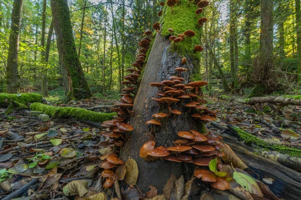 Tree Trunk Covered Moss Mushrooms Mountain Forest Alsace France — Stock Photo, Image