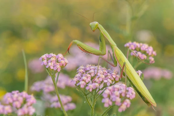 Praying Mantis Mantis Religiosa Lookout Pink Flower Alsace France — Zdjęcie stockowe