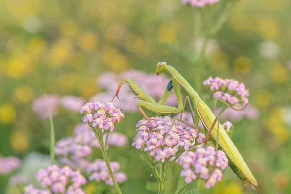 Praying Mantis Mantis Religiosa Lookout Pink Flower Alsace France — Zdjęcie stockowe