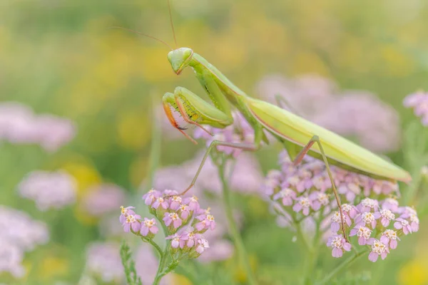 Praying Mantis Mantis Religiosa Lookout Pink Flower Alsace France — Zdjęcie stockowe