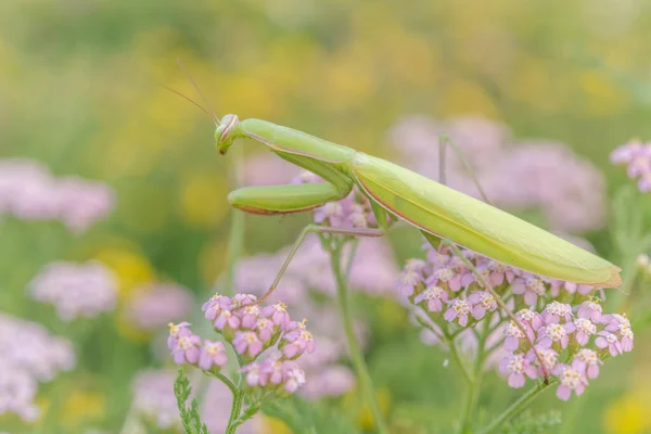 Praying Mantis Mantis Religiosa Lookout Pink Flower Alsace France — Stock Fotó