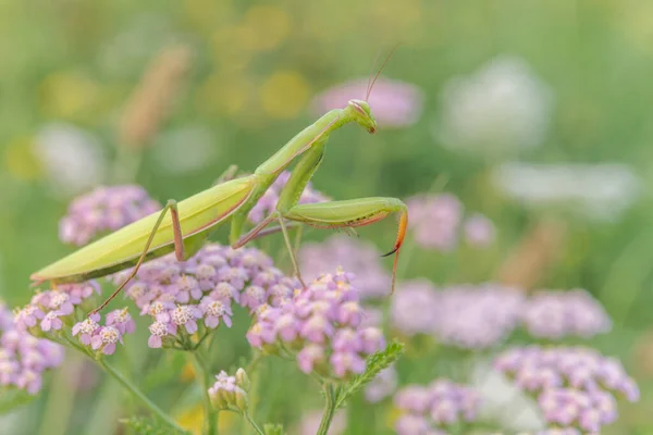 Praying Mantis Mantis Religiosa Lookout Pink Flower Alsace France — 스톡 사진